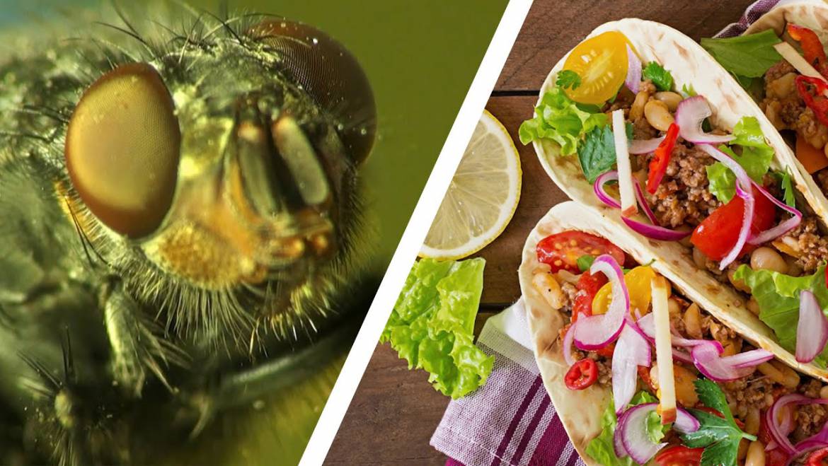 Unsure What Flies Eat And Drink? Keep These Food Sources Away For a Healthier Environment