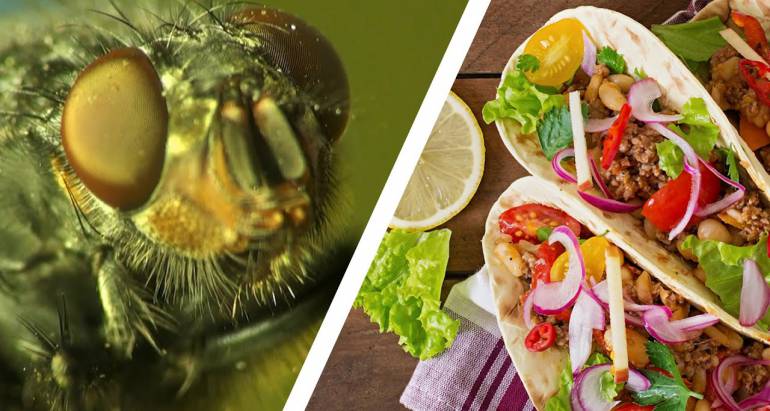 Unsure What Flies Eat And Drink? Keep These Food Sources Away For a Healthier Environment