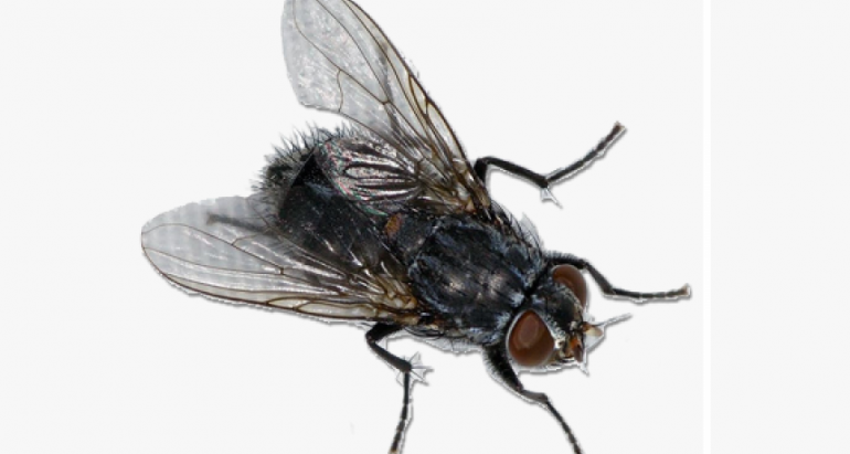 The Life Cycle of a Housefly: From Eggs and Maggots to Adulthood