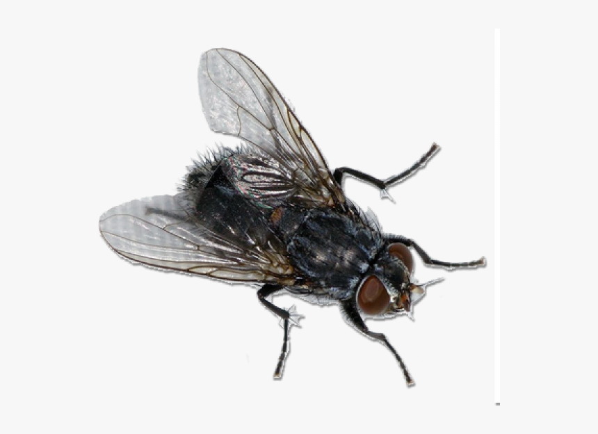 house fly maggots