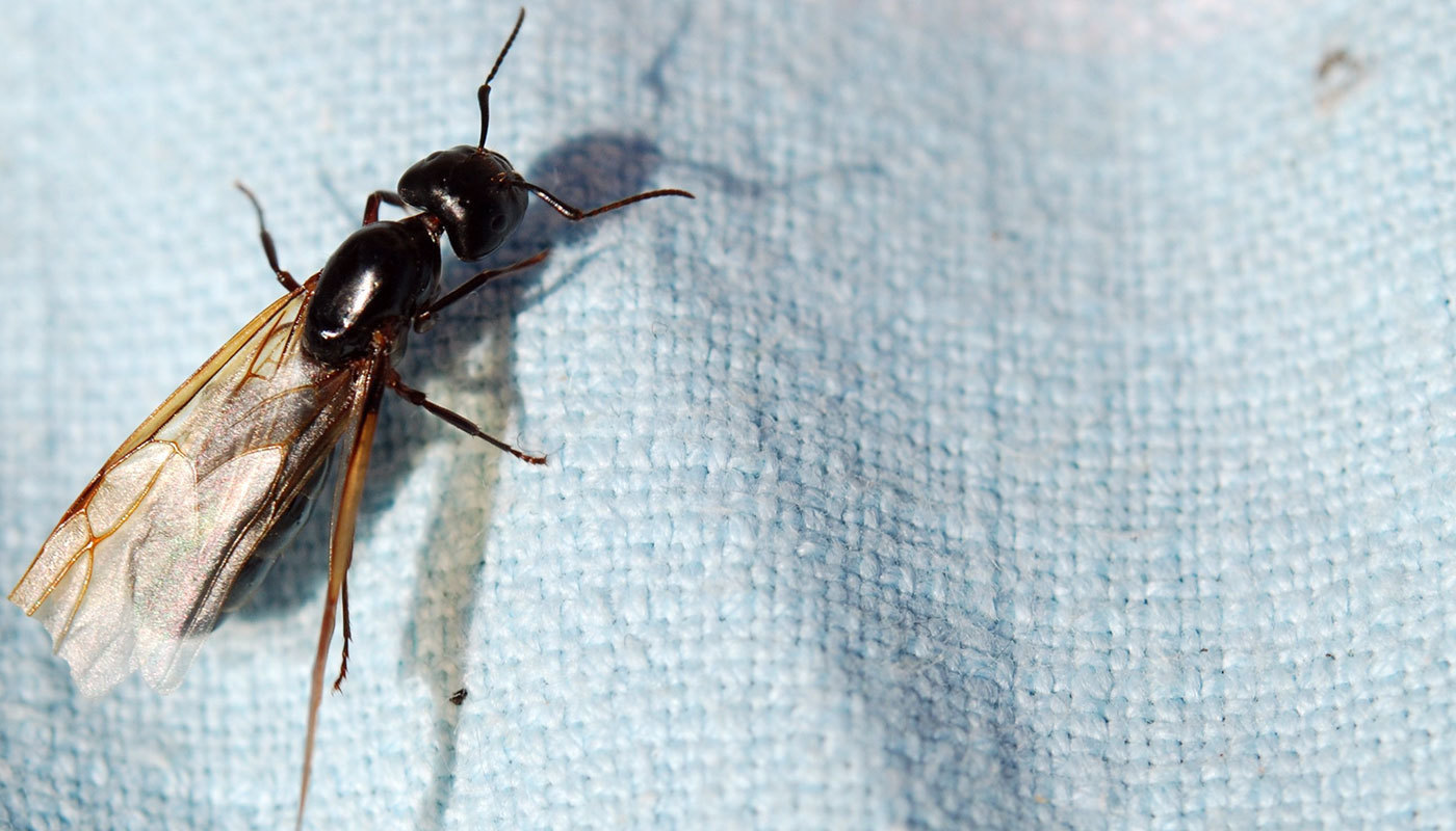 ants with wings in house australia