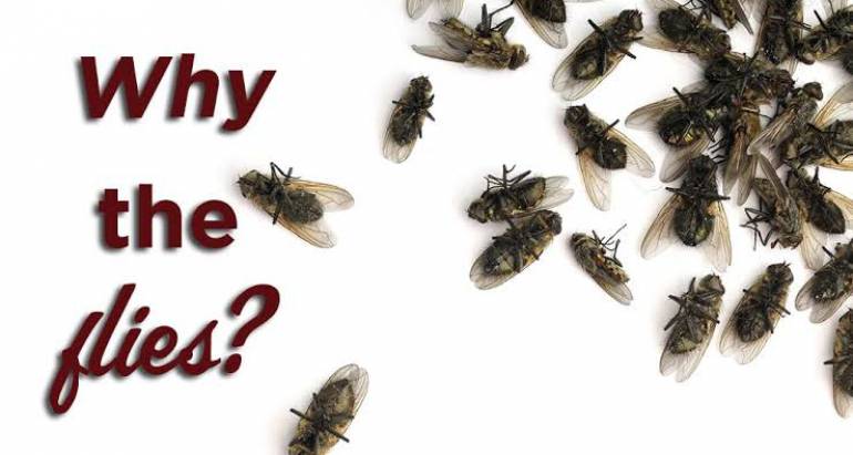 How to Get Rid of and Prevent a Fly Infestation