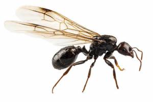 Flying ants control services