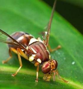fruit fly management 