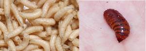 Maggots and pupae