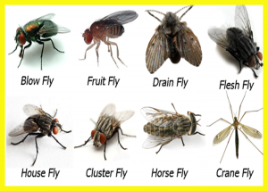 Rid and Prevent Fly 