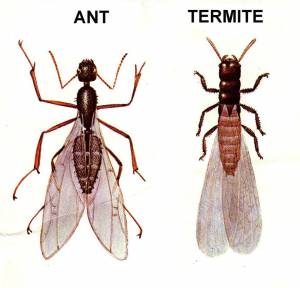 Flying Ants and Termites