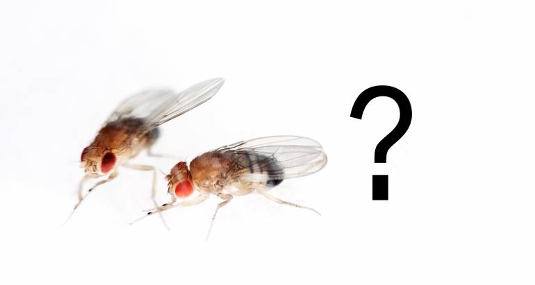 How to Get Rid of Fruit Flies in Australia