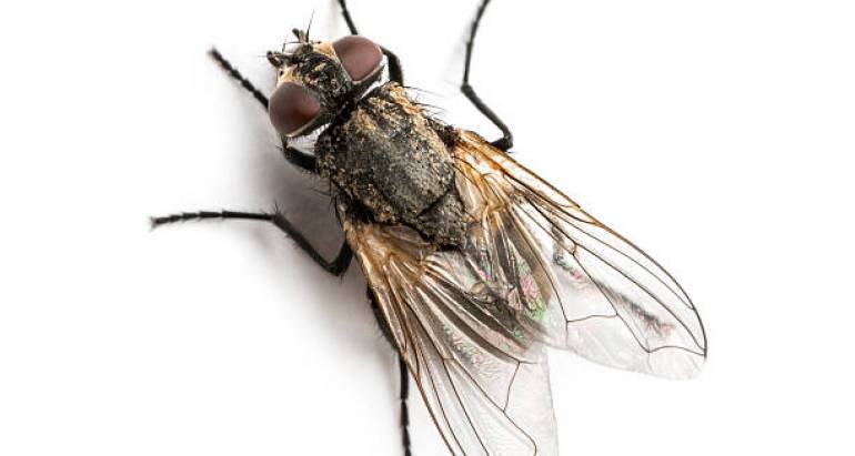 What You Need to Know About the Different Fly Species in Australia