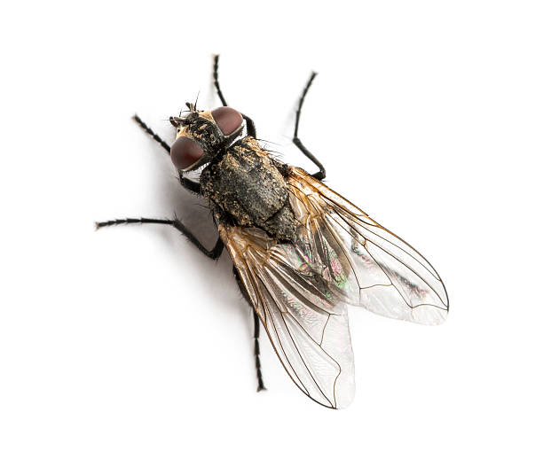 How to Get Rid of House Flies
