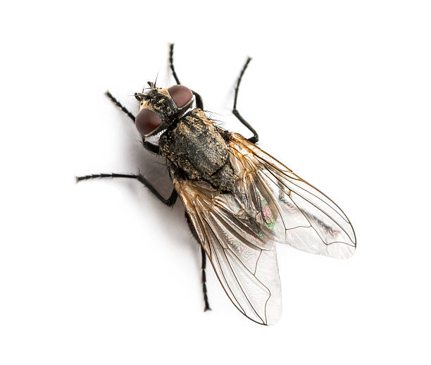 How To Get Rid Of House Flies