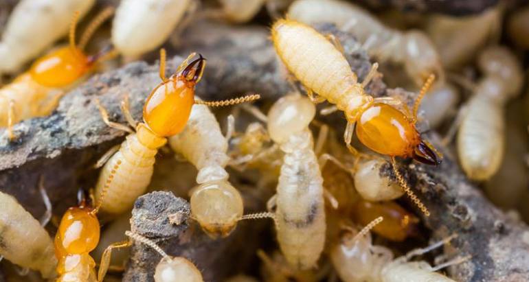 What to Do If Your Neighbours Have Termites