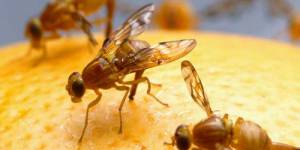 Fruit Flies Pest Experts