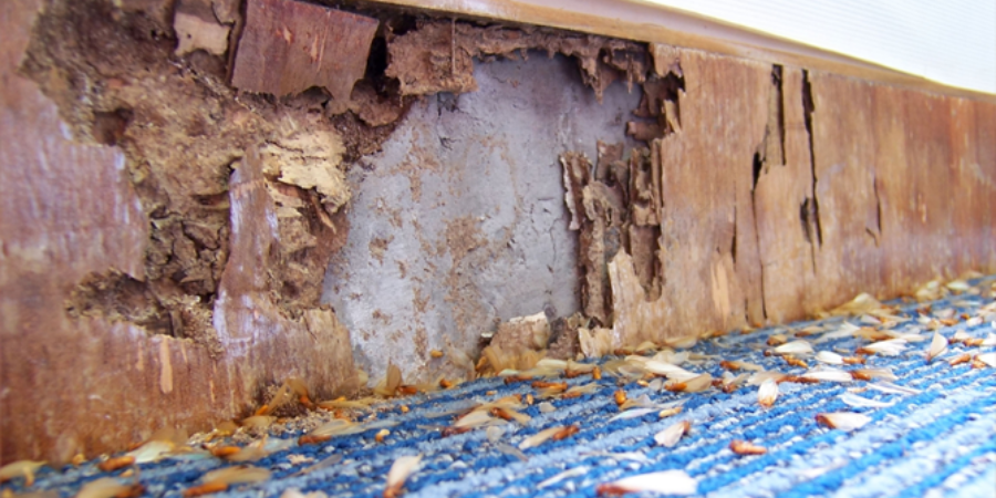 Here’s How Often Should You Get a Termite Inspection