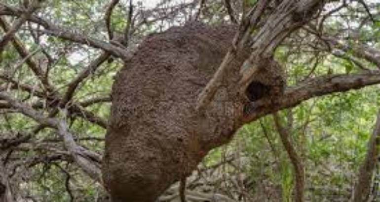 What to Do If You Find a Termite Nest on Nearby Trees