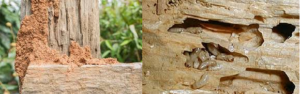 Termite inspection sign