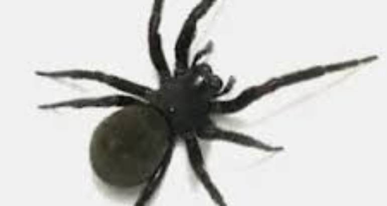 Black House Spiders and Their Safe Removal