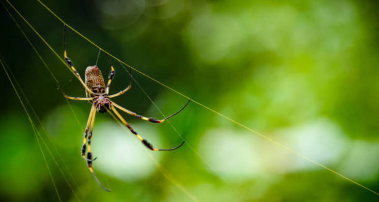 Are Golden Orb Weavers Actually Dangerous?