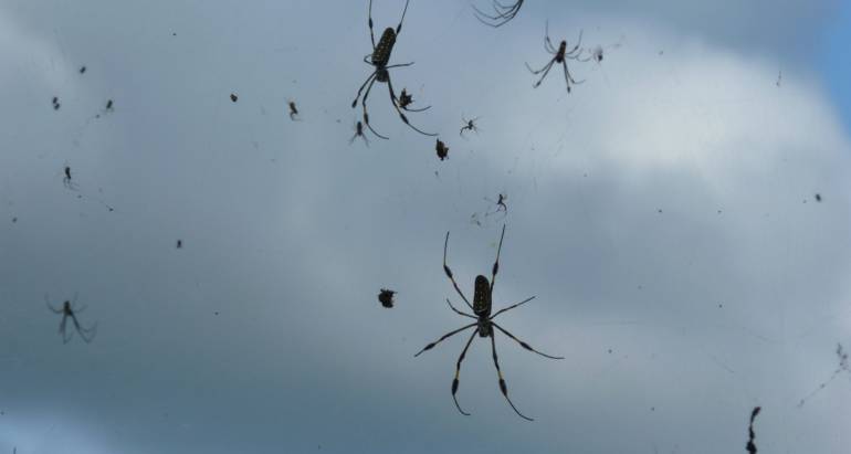 Does Rain Really Attract Venomous Spiders?