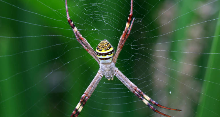 St Andrews Cross Spiders: X Marks the Spot