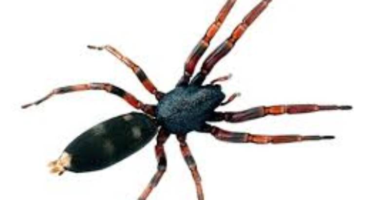 Are White Tail Spiders Actually Dangerous?