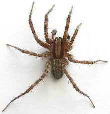 funnel-web spiders