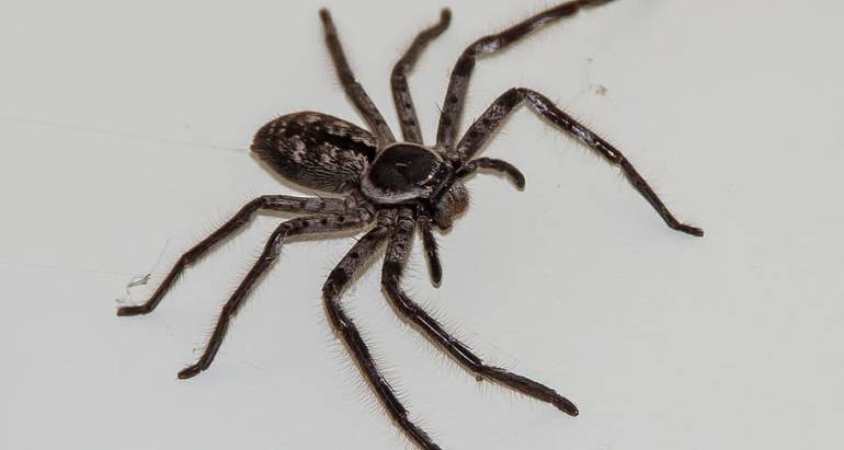 Here’s What You Need to Know About Huntsman Spiders