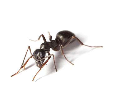 Ant Control Ant Control