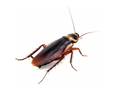 Cockroach Control Cockroach Control