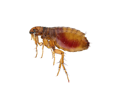 Flea Control Flea Control