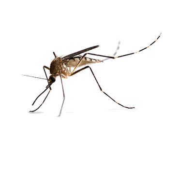 Mosquitoes Control Mosquitoes Control