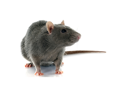 Rodent Control Rodent Control