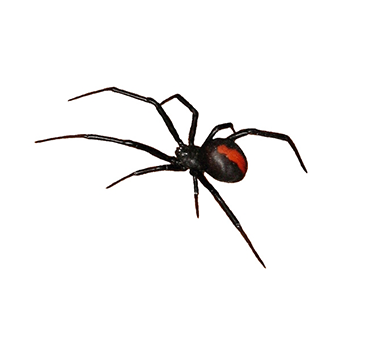 Spider Control Spider Control